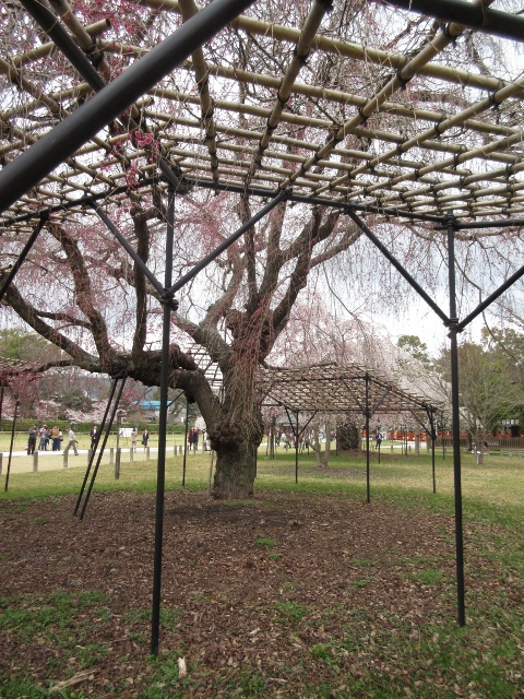 土解祭（上賀茂神社）へ_f0203477_17264774.jpg