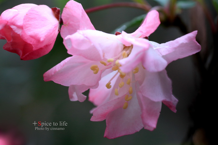 花海棠(前編)_f0326278_17433969.jpg