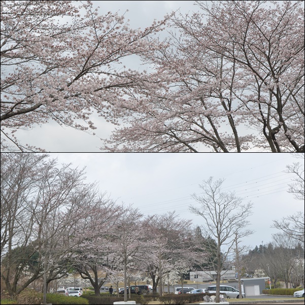 2016桜第一弾_e0234881_2294124.jpg