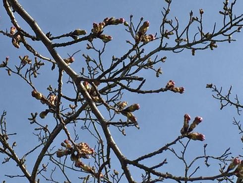 仙台では桜が開花しましたが・・・・_d0261484_20315219.jpg