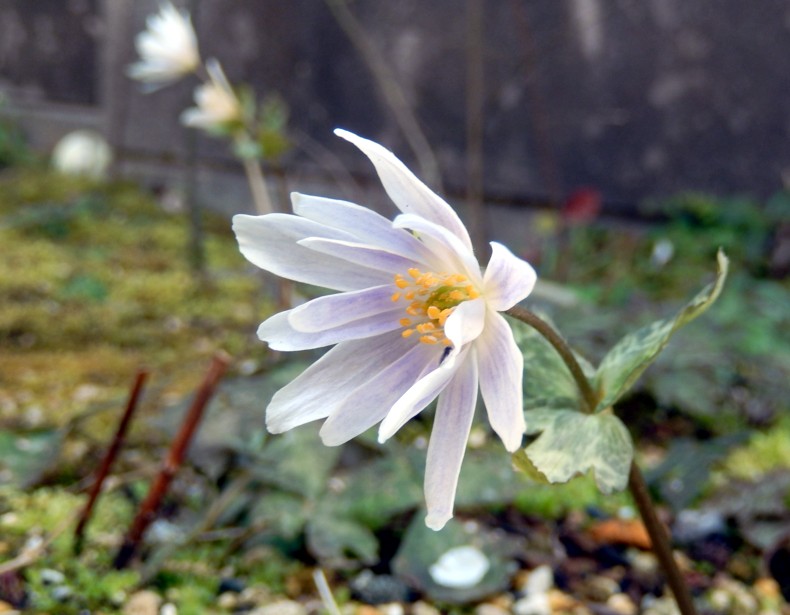 c0144185_15301417.jpg