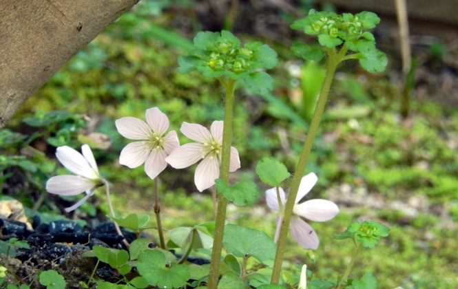 c0144185_15561270.jpg