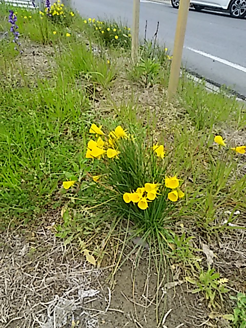 空地で咲く黄色の花さん あなたのお名前なんてぇの 健気に育つ植物たち