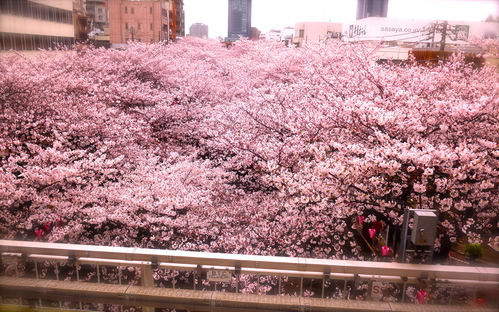 東京の桜_b0236186_20294051.jpg