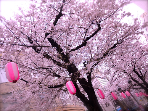 東京の桜_b0236186_2030167.jpg