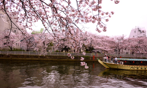 東京の桜_b0236186_2030532.jpg