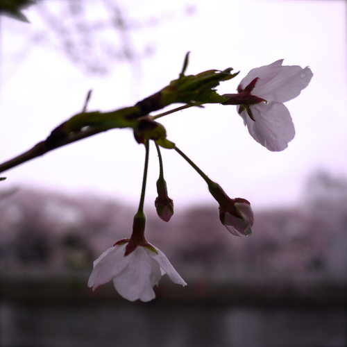 東京の桜_b0236186_20312486.jpg