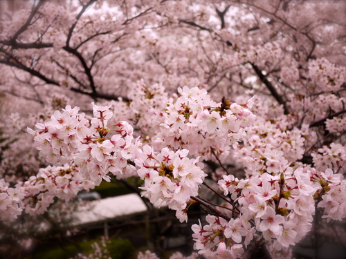 東京の桜_b0236186_20315598.jpg