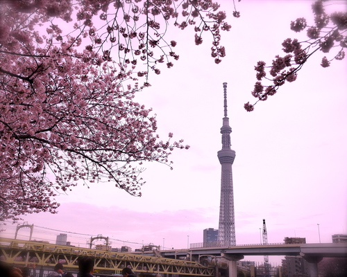 東京の桜_b0236186_2032337.jpg