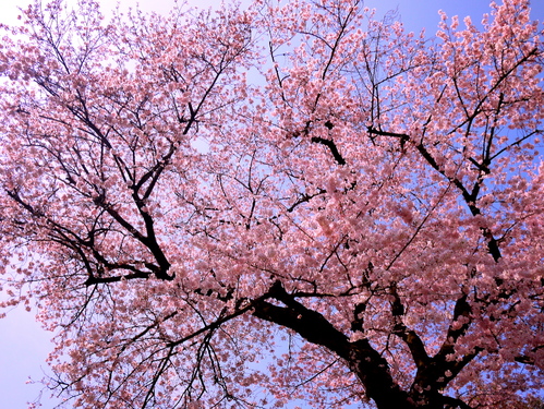 東京の桜_b0236186_20451598.jpg