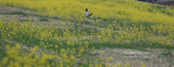 ヨシ焼後の菜の花ハイイロチュウヒ（オス）_a0323488_03043644.jpg