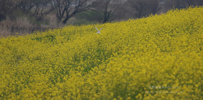 ヨシ焼後の菜の花ハイイロチュウヒ（オス）_a0323488_03152482.jpg