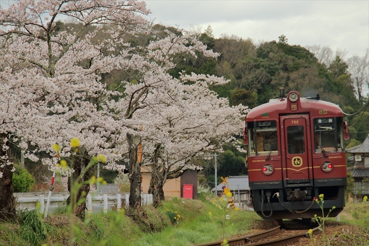 桜満開_a0335890_19335537.jpg