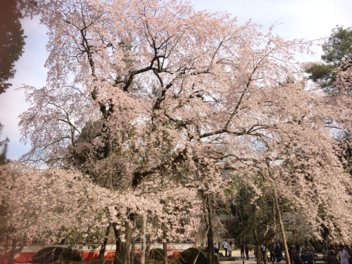 桜の季節_e0111793_00320918.jpg