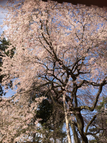 桜の季節_e0111793_00321059.jpg