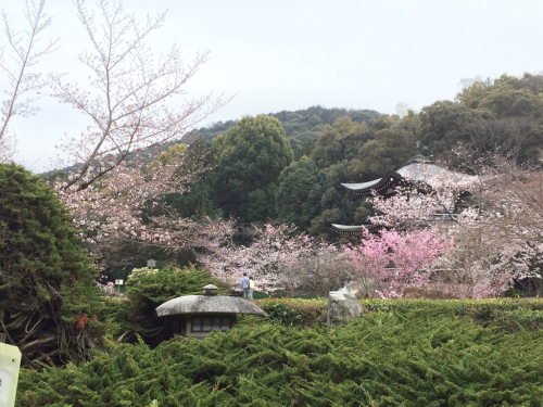 桜の季節_e0111793_00321168.jpg