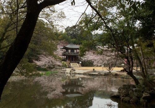 桜の季節_e0111793_00321289.jpg