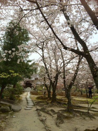 桜の季節_e0111793_00321355.jpg