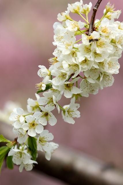 東山の桜_e0251895_14560195.jpg