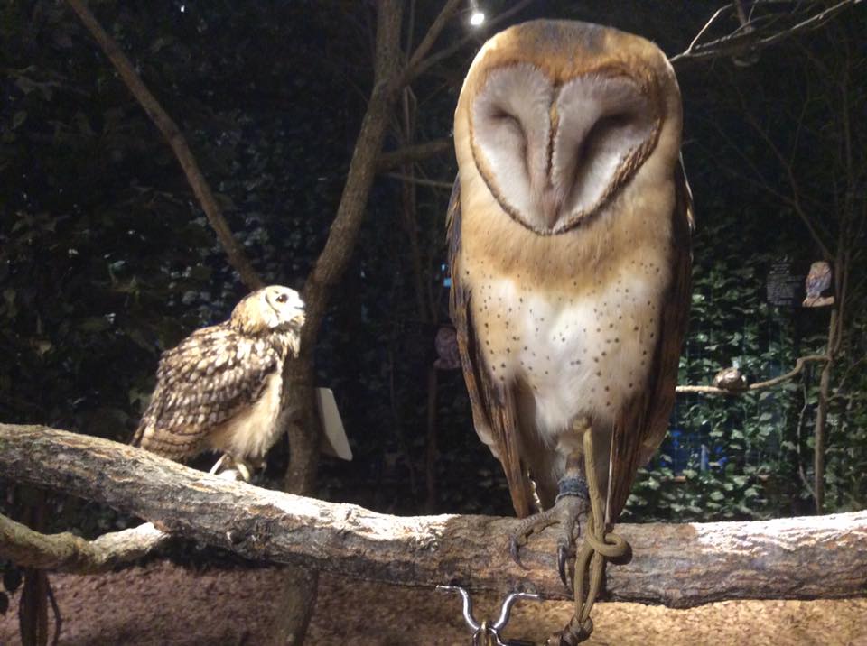 鎌倉乃フクロウの森へ行ってみました 近藤岳志の建築設計日記