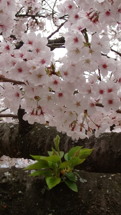 菩提寺の長寿桜が奏でる２０１６年の早春賦！！_e0078900_7454164.jpg
