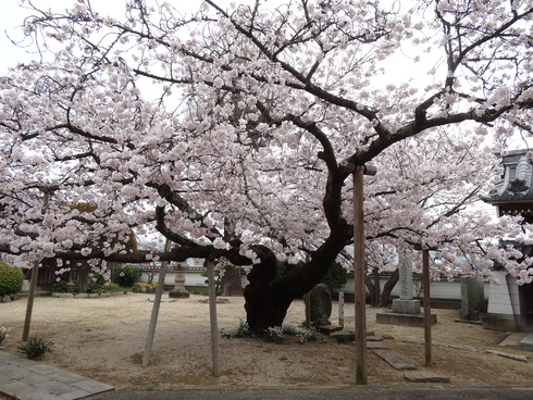 菩提寺の長寿桜が奏でる２０１６年の早春賦！！_e0078900_8412379.jpg