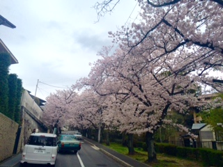 ベニ・トトゥの社交性と海と桜とアウトレット。_a0050302_13102050.jpg