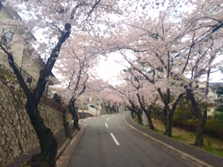 ベニ・トトゥの社交性と海と桜とアウトレット。_a0050302_13104349.jpg
