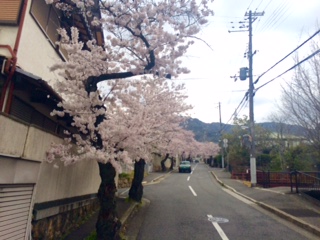 ベニ・トトゥの社交性と海と桜とアウトレット。_a0050302_1310560.jpg