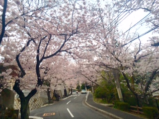 ベニ・トトゥの社交性と海と桜とアウトレット。_a0050302_13111950.jpg