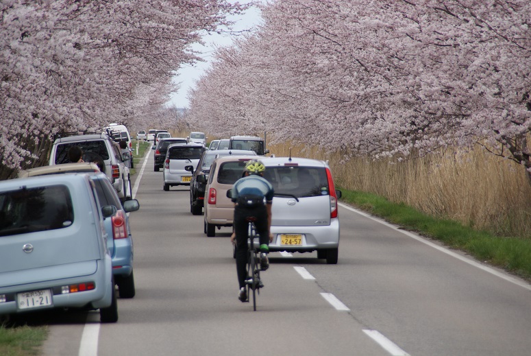 河北潟周辺の桜は７～８分咲き_d0043602_1135081.jpg