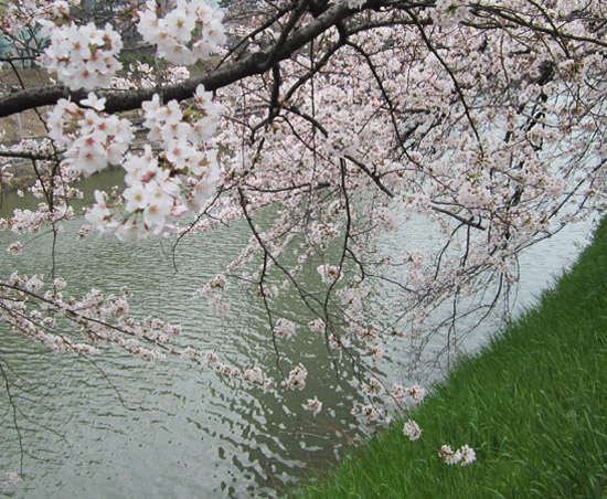 外濠公園、満開の桜_b0255303_910481.jpg