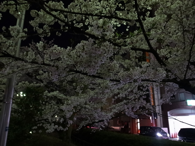 夜桜＆花見　２０１６年_f0197703_11231254.jpg