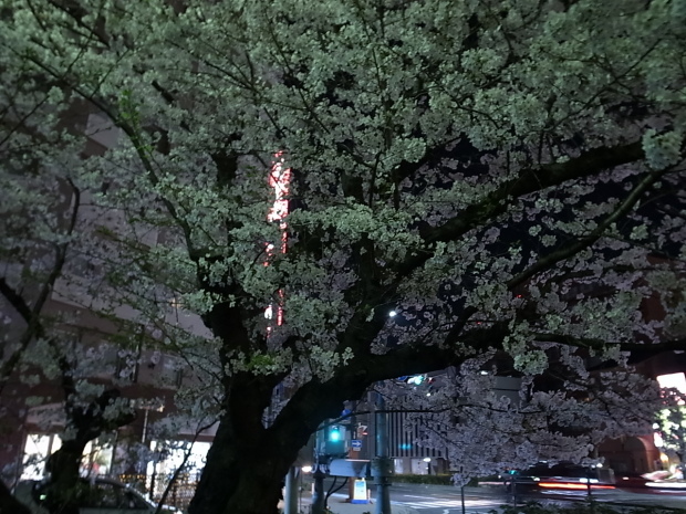 夜桜＆花見　２０１６年_f0197703_11240682.jpg