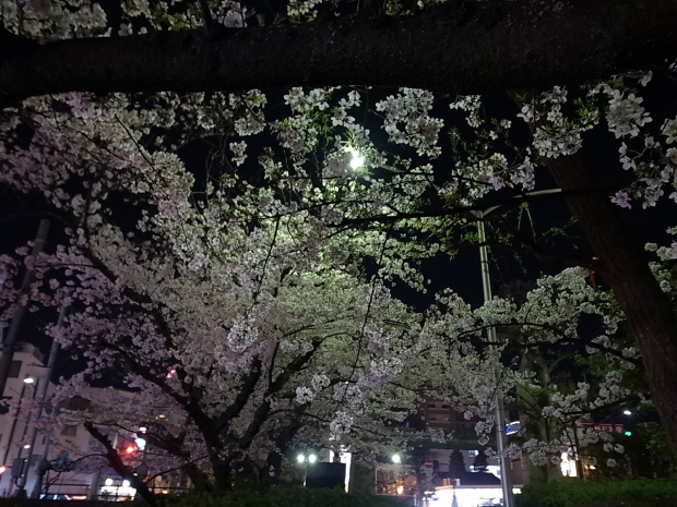 夜桜＆花見　２０１６年_f0197703_11263979.jpg