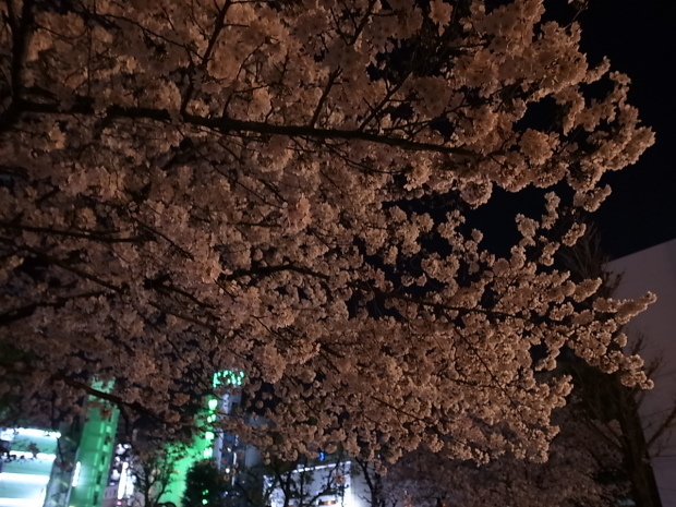 夜桜＆花見　２０１６年_f0197703_11271316.jpg