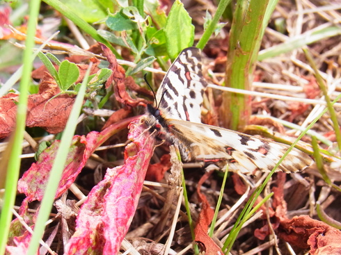 埼玉南部　　             ホソオチョウ初見2016/03/31④_d0251807_18204167.jpg