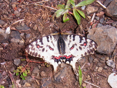 埼玉南部　　             ホソオチョウ初見2016/03/31④_d0251807_1820571.jpg