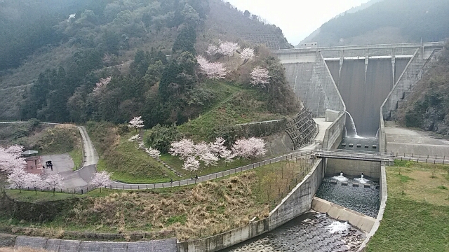 西条市の志河川(しこがわ)ダムの周辺の桜巡り…2016/4/3_f0231709_21344464.jpg