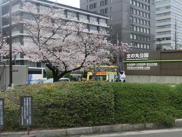 上野公園、北の丸公園、靖国神社 東京はどこも桜が満開なのに_f0141310_759455.jpg