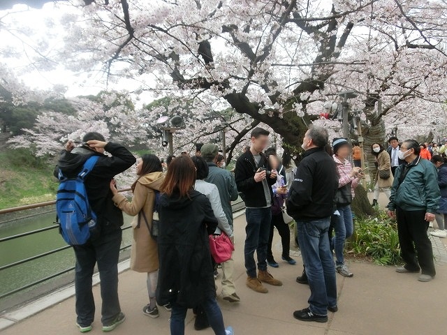 上野公園、北の丸公園、靖国神社 東京はどこも桜が満開なのに_f0141310_80186.jpg