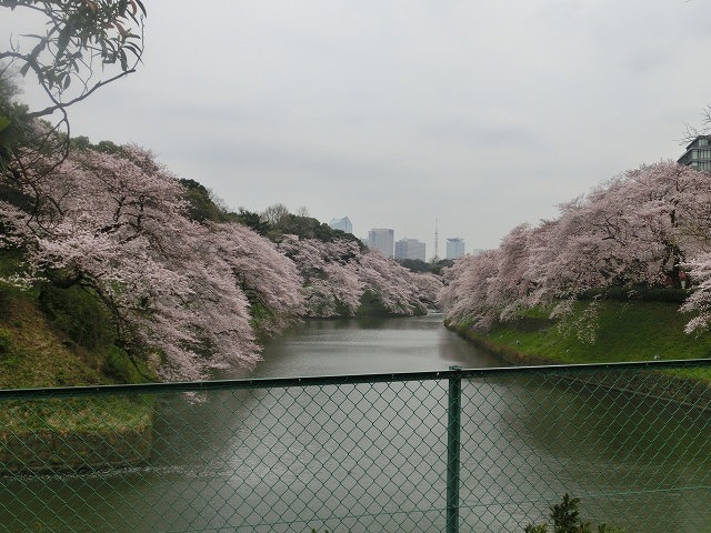 上野公園、北の丸公園、靖国神社 東京はどこも桜が満開なのに_f0141310_80634.jpg