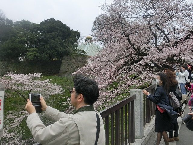 上野公園、北の丸公園、靖国神社 東京はどこも桜が満開なのに_f0141310_815635.jpg
