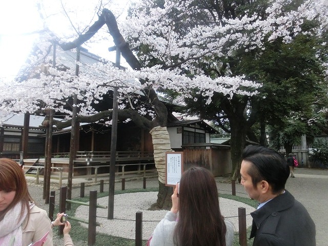 上野公園、北の丸公園、靖国神社 東京はどこも桜が満開なのに_f0141310_824679.jpg
