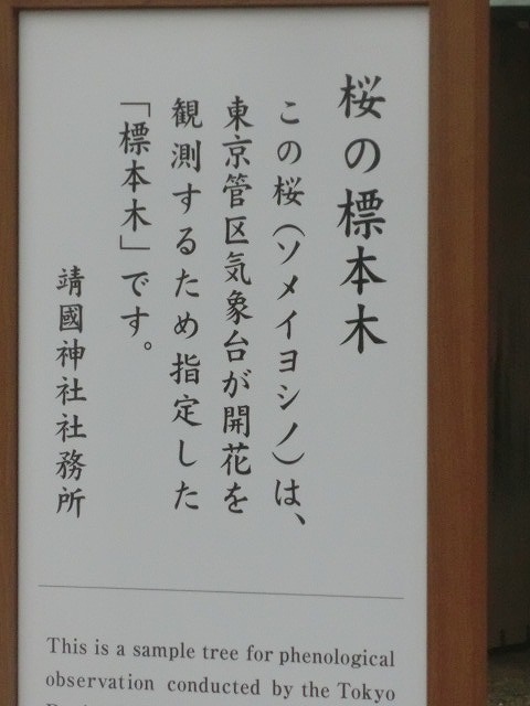 上野公園、北の丸公園、靖国神社 東京はどこも桜が満開なのに_f0141310_83121.jpg