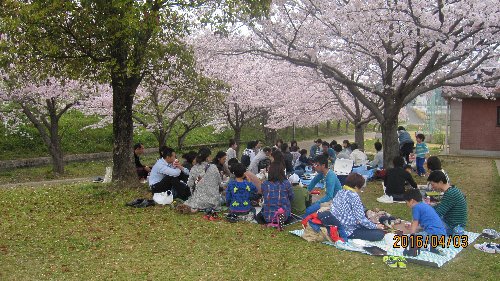 親子ふれあい試合と花見_a0165211_8492942.jpg