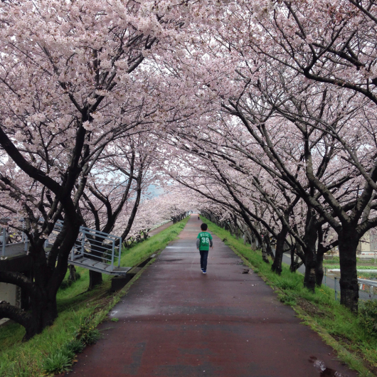 桜のトンネル_c0309911_16395609.jpg