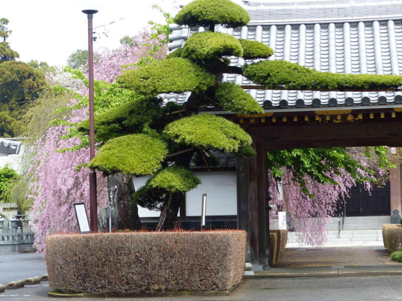 桜だけが春じゃないって言っちゃったけどね_f0296312_19120510.jpg