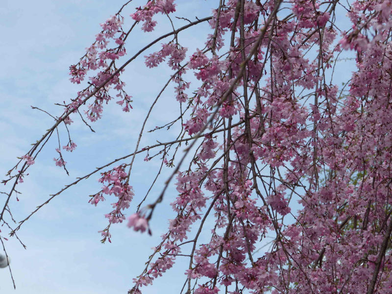 桜だけが春じゃないって言っちゃったけどね_f0296312_19120565.jpg