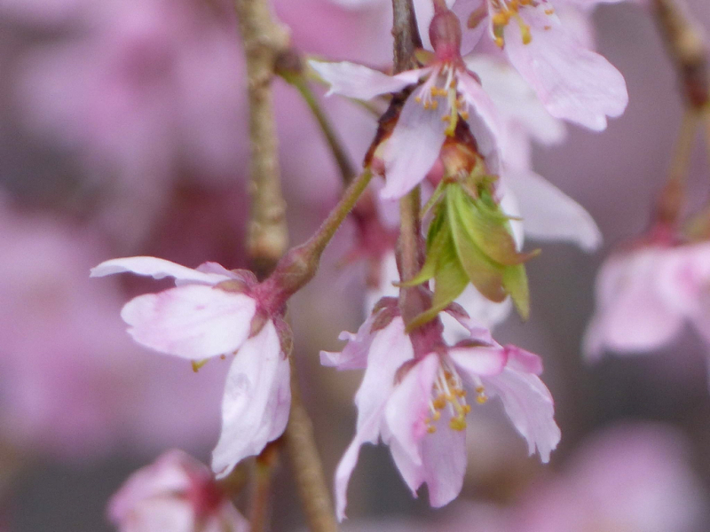 桜だけが春じゃないって言っちゃったけどね_f0296312_19120643.jpg